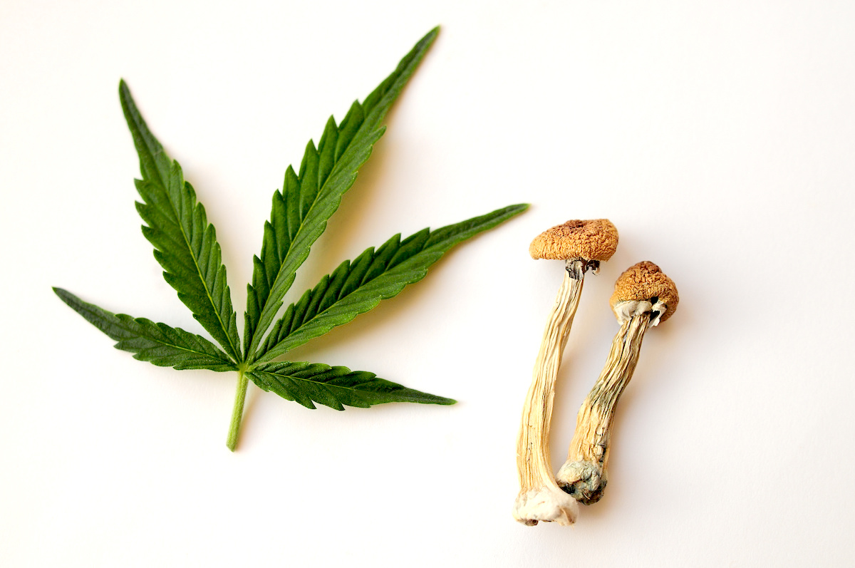 Read more about the article What psychedelics has got right that the cannabis industry hasn’t
